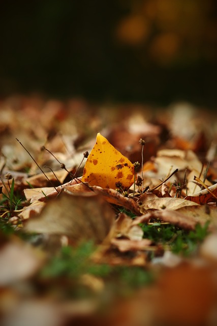 望解決鋒無力困擾 埃弗頓簽下19歲葡萄牙前鋒切爾米蒂！.